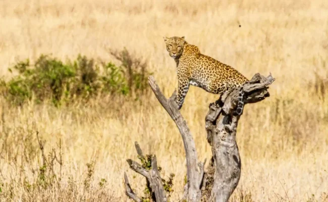 Kiedpo Valley National Park Luxury Safari - Gorilla Hour