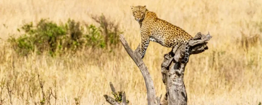 Kiedpo Valley National Park Luxury Safari - Gorilla Hour