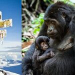 Mt Kilimanjaro Hiking and Gorilla Trekking