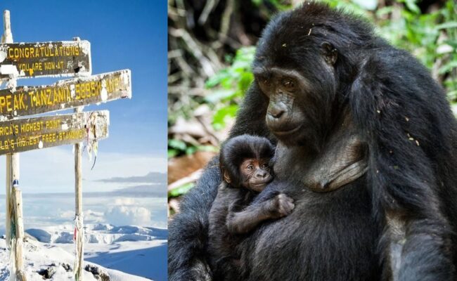 Mt Kilimanjaro Hiking & Gorilla Trekking safari