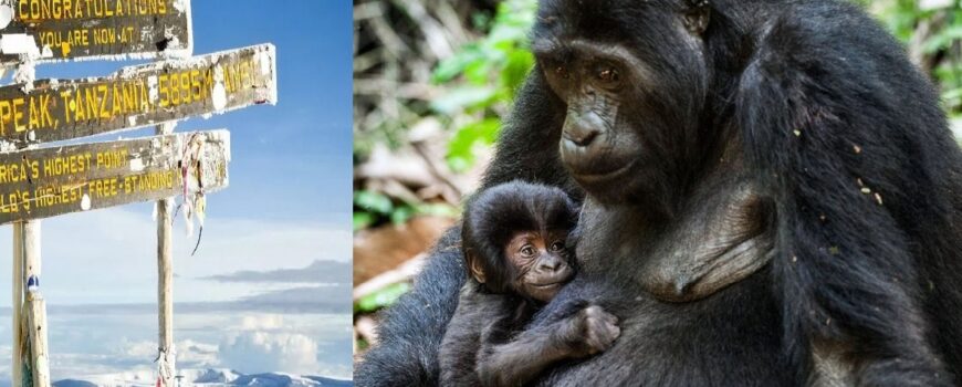 Mt Kilimanjaro Hiking & Gorilla Trekking safari