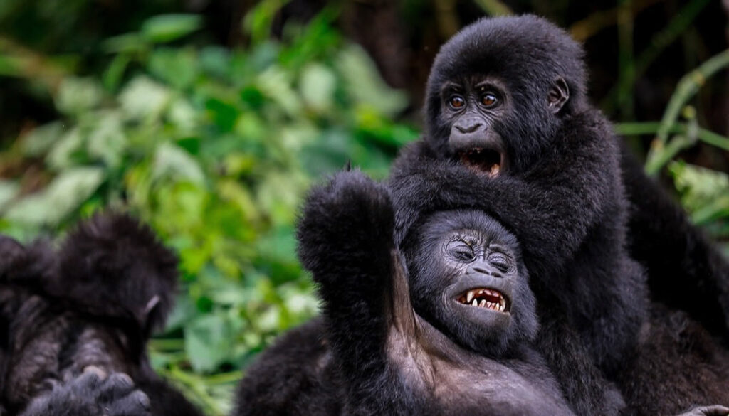New Gorilla Families in Bwindi Impenetrable National Park