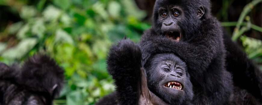 New Gorilla Families in Bwindi Impenetrable National Park