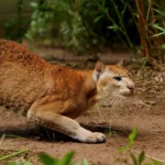 African Golden Cat Tracking in Kibale- Uganda Safari