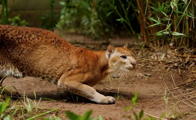 Golden Cat tracking kanyachu - Kibale