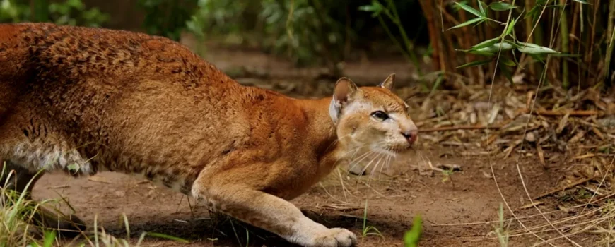 Golden Cat tracking kanyachu - Kibale