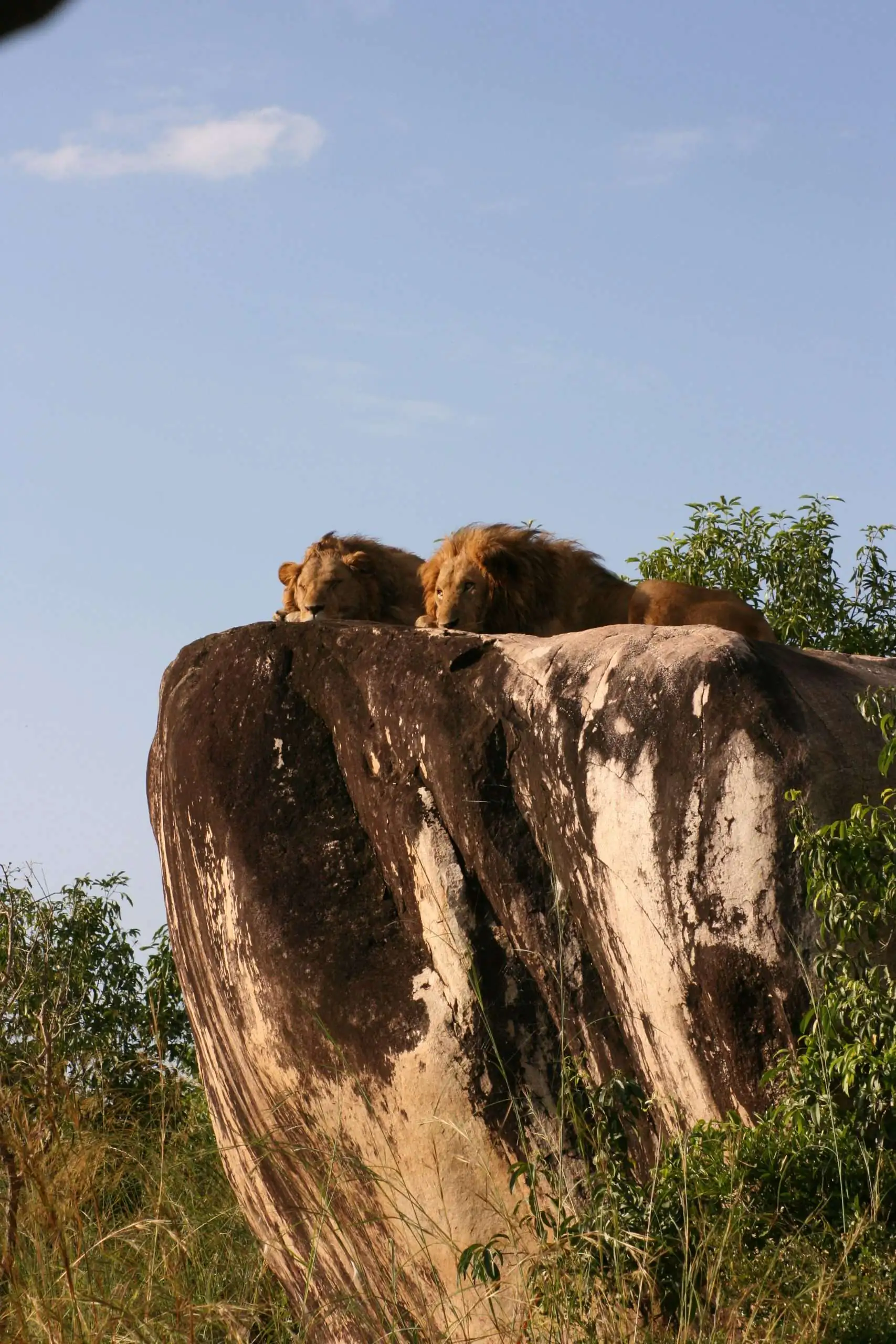 background-image