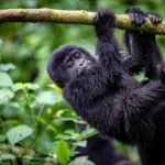 Uganda’s Gorilla Trekking Age Limit