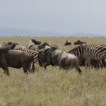 Top things to do on a Tanzania Safari