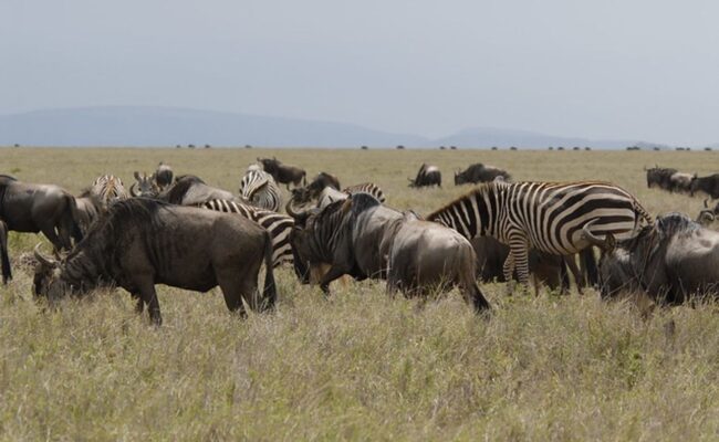 Things to do in Tanzania