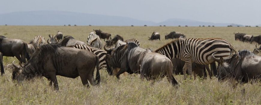 Things to do in Tanzania