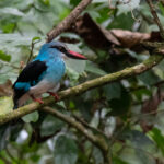 BUDONGO FOREST BIRDING TOURS UGANDA