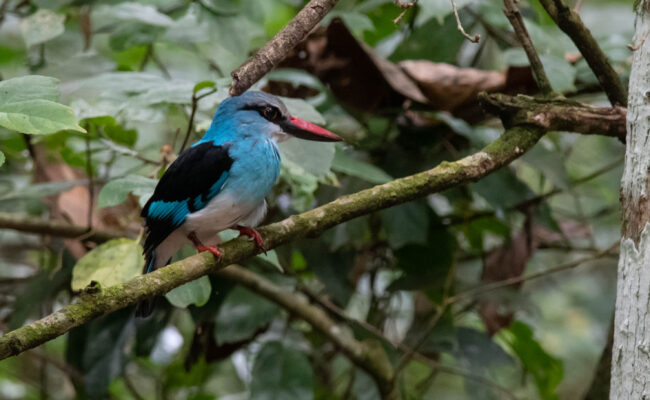 BIRDING IN BUDONGO FOREST, ROYAL MILE FOR BIRDS LIKE THE Puvel's Illadopsis;