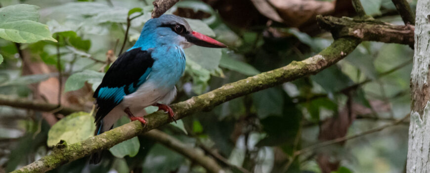 BIRDING IN BUDONGO FOREST, ROYAL MILE FOR BIRDS LIKE THE Puvel's Illadopsis;