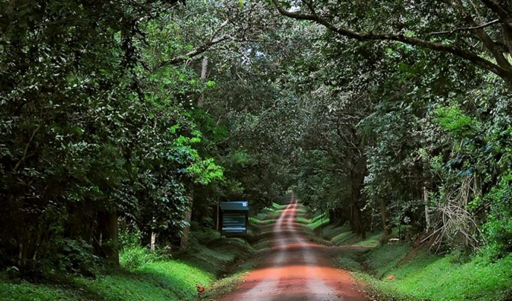 BUDONGO FOREST BIRDING TOUR UGANDA,