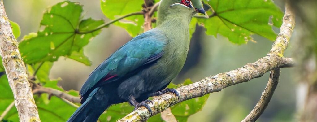Birding in Budongo forest