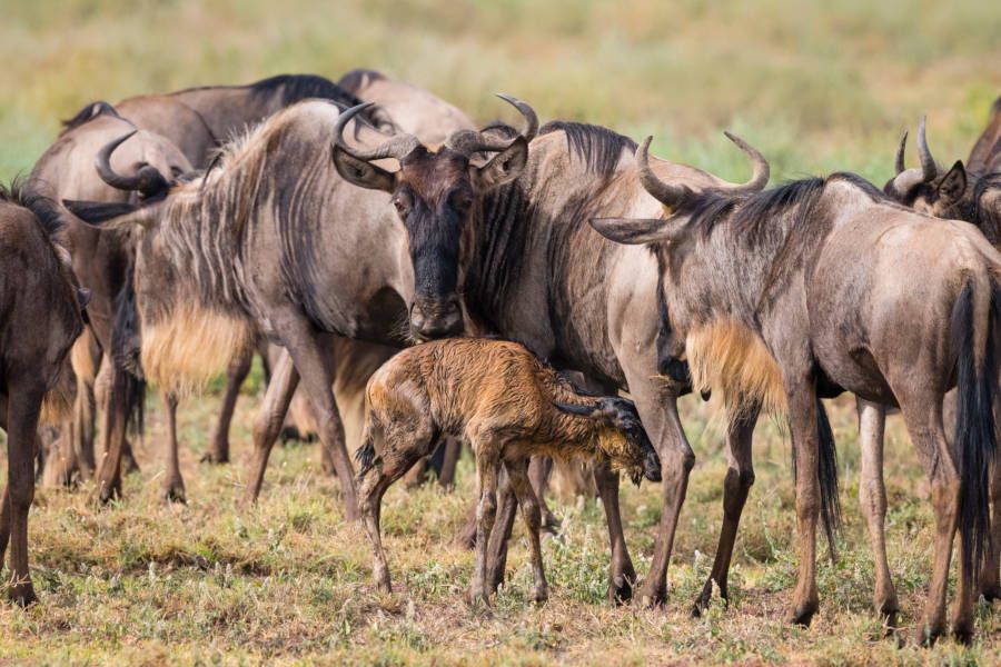 Serengeti - calving season