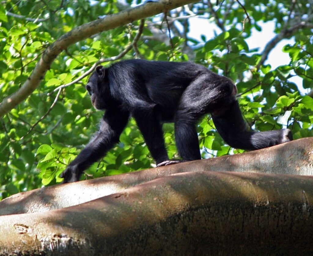 Chimp Trekking in Budongo Fores - Murchison falls
