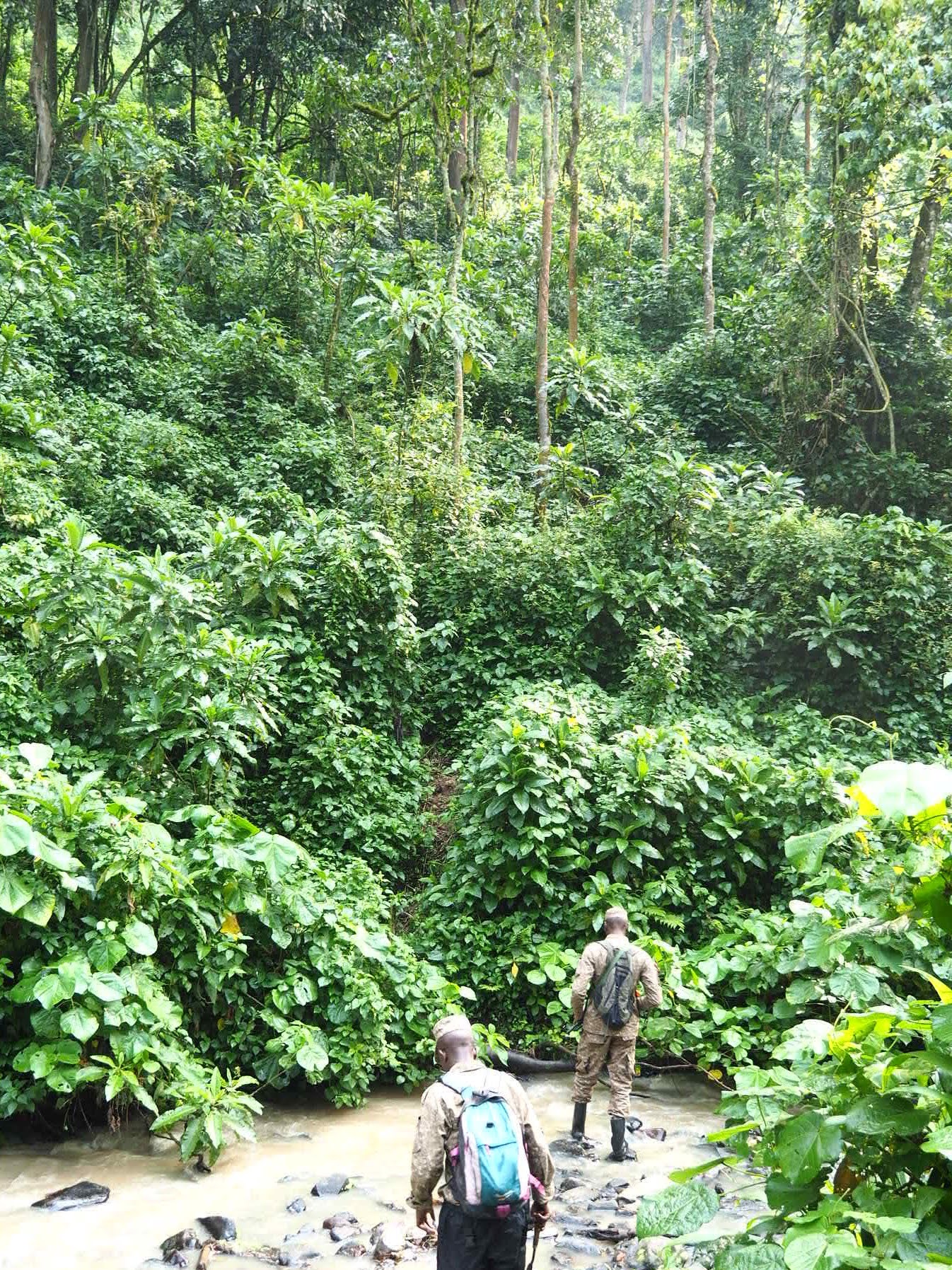 Mountain Gorilla Trekking