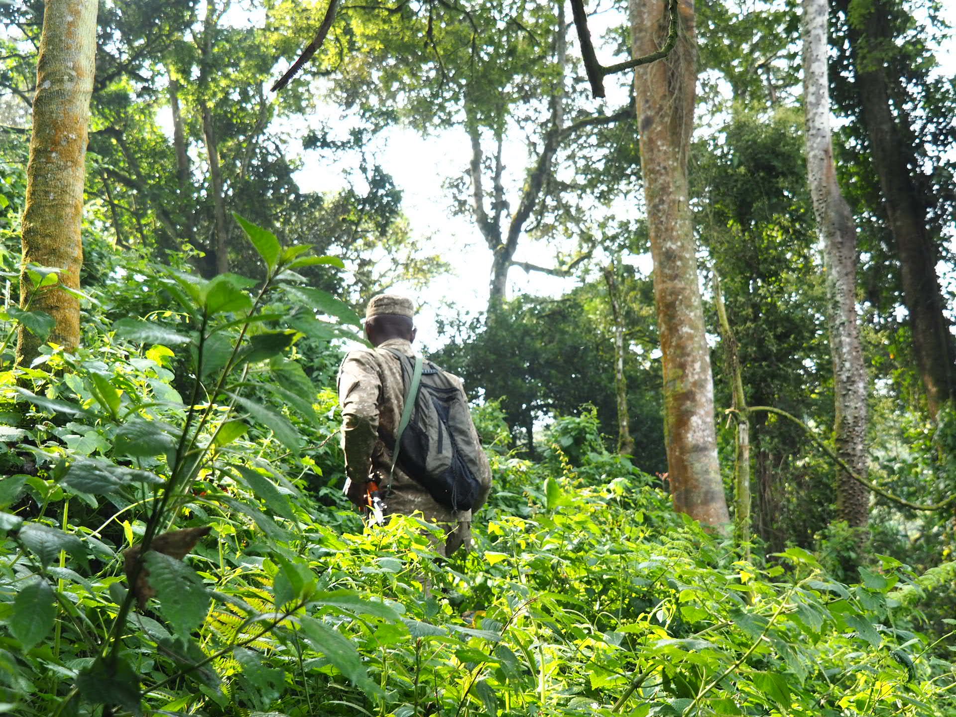 Deep bwindi forest