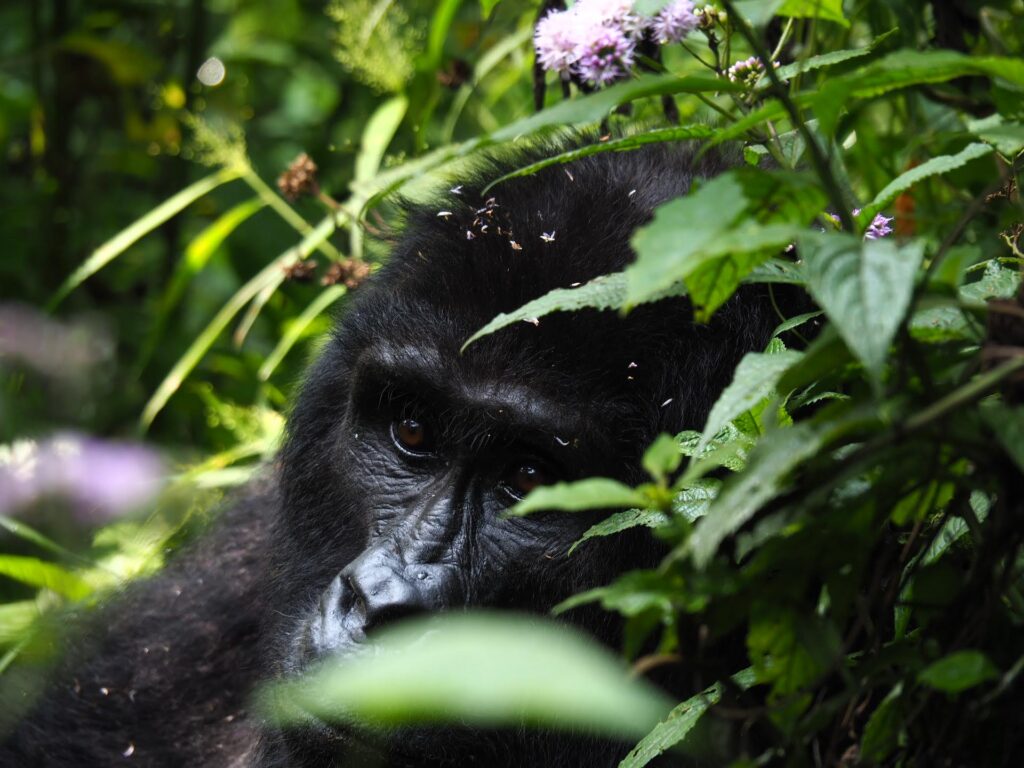 Gorilla trekking with Gorilla hour
