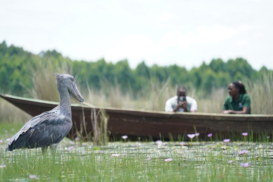 Mabamba Shoebill tour