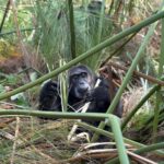 Primate Photography Safari in Uganda