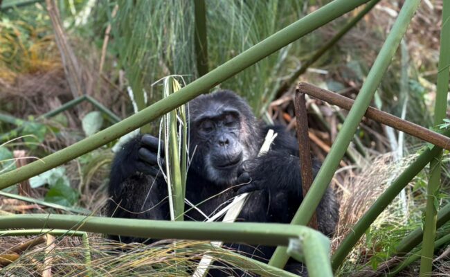 Chimpanzees in Kibale, Budongo, na Kymbura