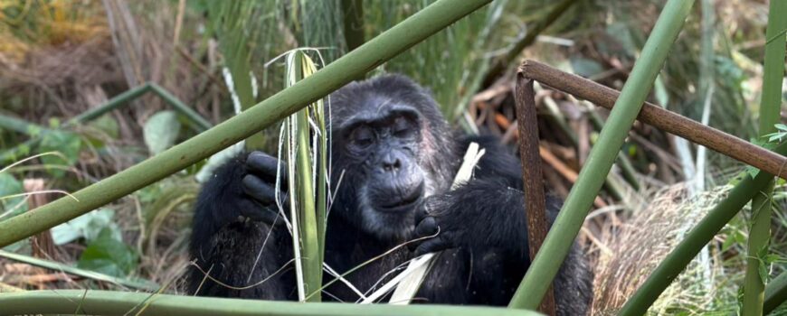 Chimpanzees in Kibale, Budongo, na Kymbura
