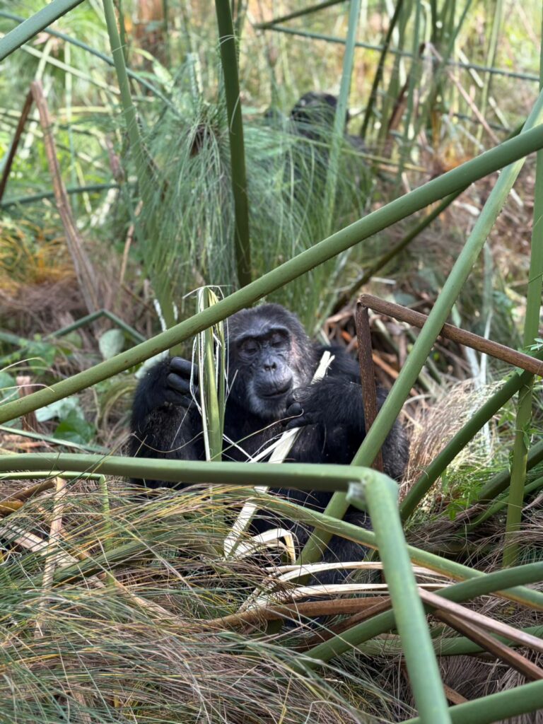 Kibale Chimp tracking, Chimp Habituation Experience