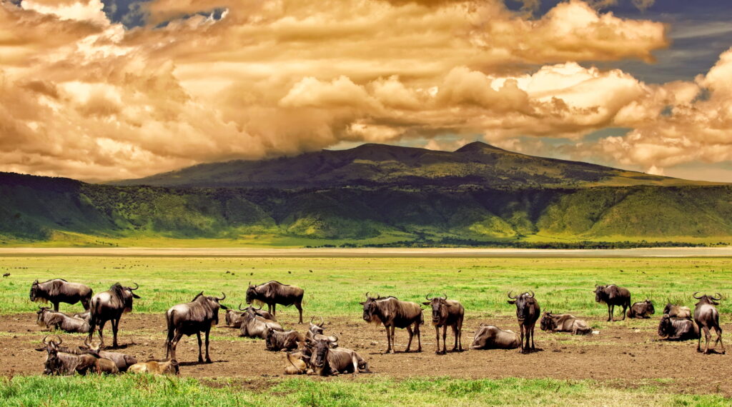 Ngorongoro crater
