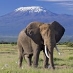 Most Safari Animals  on a Kenya Safari