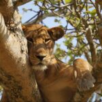 Yes, You Can Still Book Your Uganda Safari