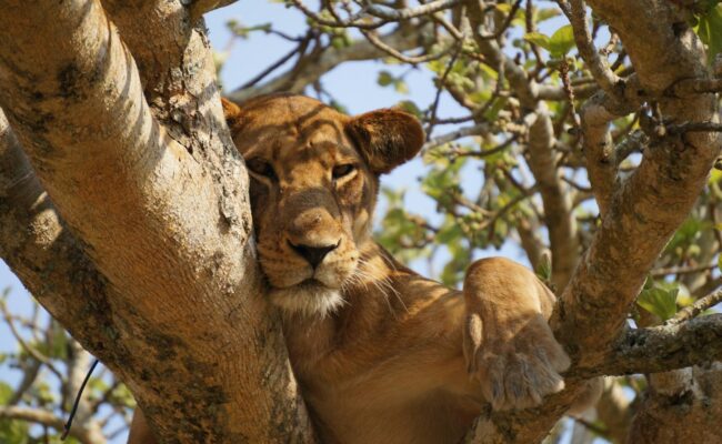 Uganda safari -Ishasha