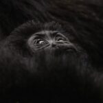 Gorilla habituation Experience for first time trekkers
