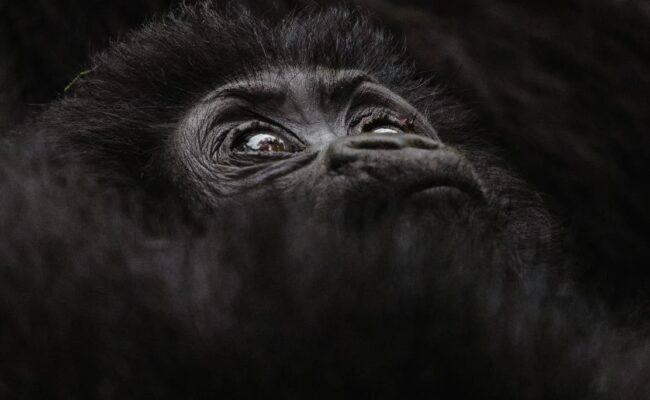 Gorilla habituation Experience for first time trekkers