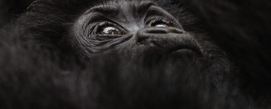 Gorilla habituation Experience for first time trekkers