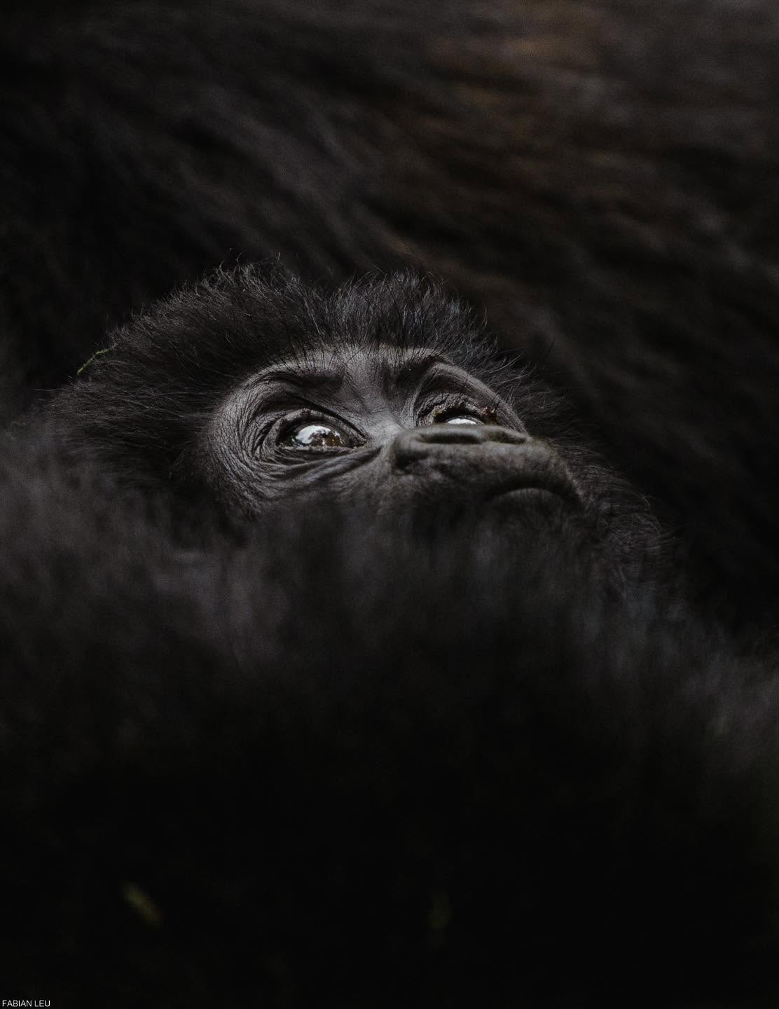 Gorilla habituation Experience for first time trekkers