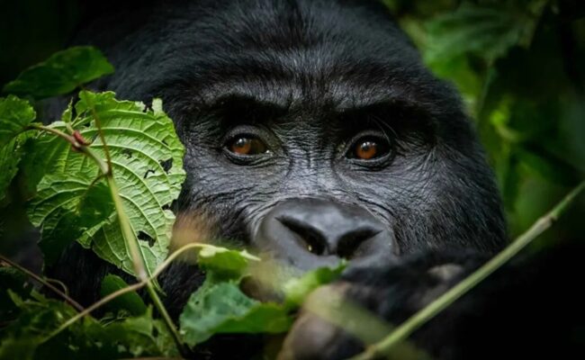 Uganda Gorilla Trekking & Zanzibar Holidays