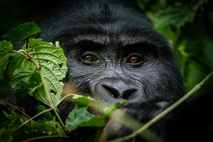 Uganda Gorilla Trekking & Zanzibar Holidays