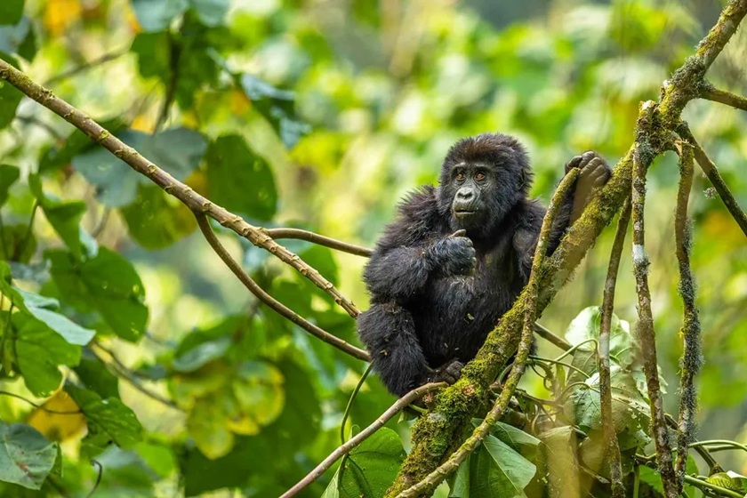 Trek the Mountain Gorillas