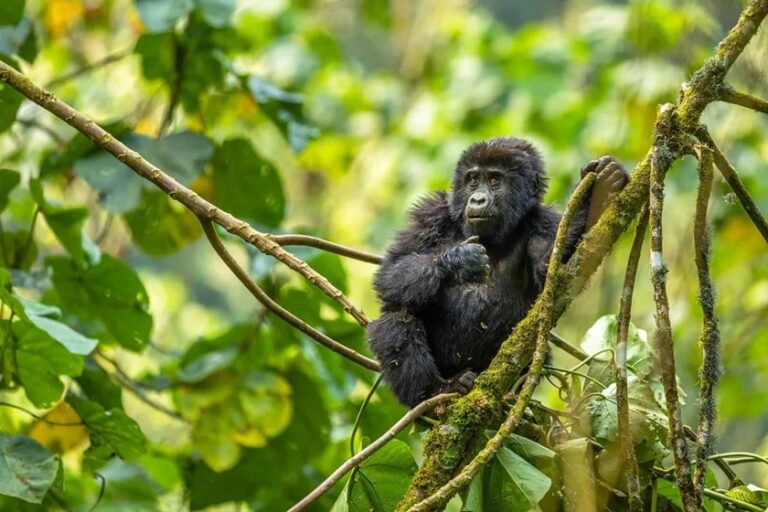 Gorilla Trekking