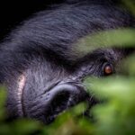 Mountain Gorillas in Uganda, Rwanda & DR Congo