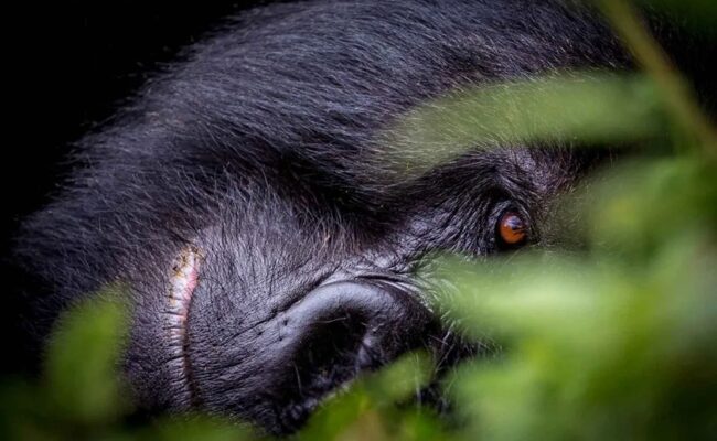 Mountain Gorillas in Uganda, Rwanda & DR Congo