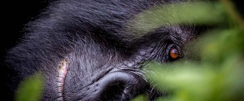 Mountain Gorillas in Uganda, Rwanda & DR Congo