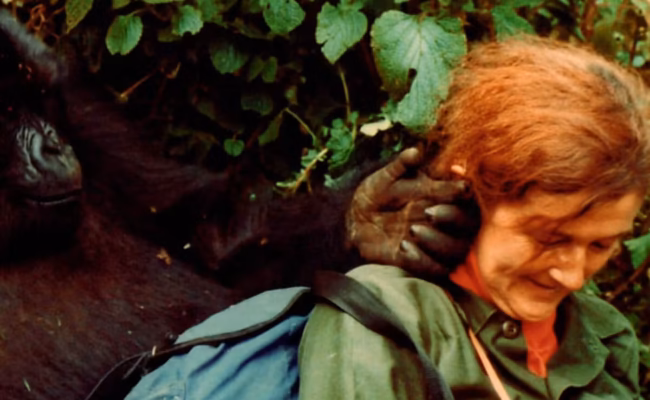 Visit Dian Fossey's Grave Rwanda in Volcanoes National Park