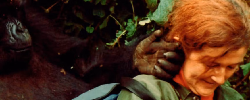 Visit Dian Fossey's Grave Rwanda in Volcanoes National Park