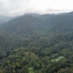 Gorilla Trekking Rushaga Sector