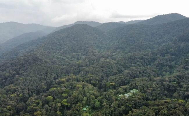 Gorilla Trekking Rushaga Sector