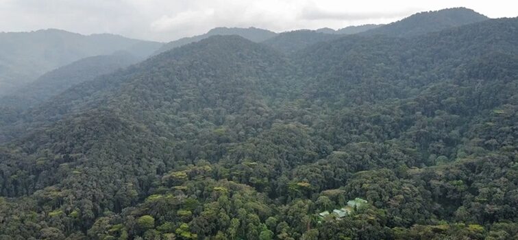 Gorilla Trekking Rushaga Sector